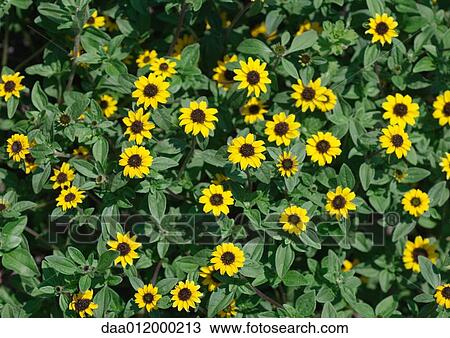 Rudbeckia View Large Photo Image Stock Image - Rudbeckia. Fotosearch