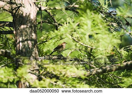 Rufous Hornero (Furnarius rufus) perched on tree branch View Large Photo Image Stock Image - Rufous Hornero (Furnarius rufus) perched on tree branch. Fotosearch
