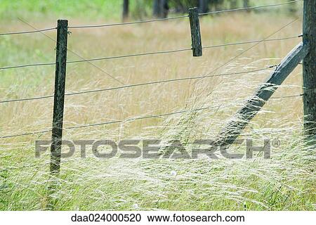 Stock Image - Rural fence in field of tall grass. Fotosearch