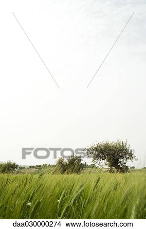 Rural field with olive trees View Large Photo Image Picture - Rural field with olive trees. Fotosearch