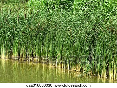 Rushes growing alongside pond View Large Photo Image Stock Image - Rushes growing alongside pond. Fotosearch