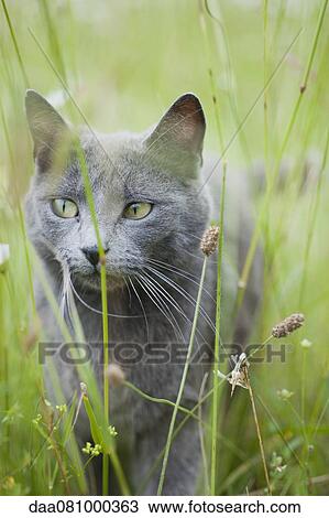 Russian blue cat in grass View Large Photo Image Stock Image - Russian blue cat in grass. Fotosearch
