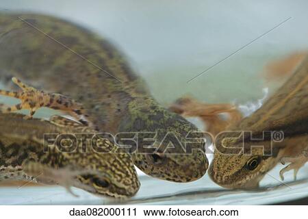 Stock Image - Salamanders. Fotosearch