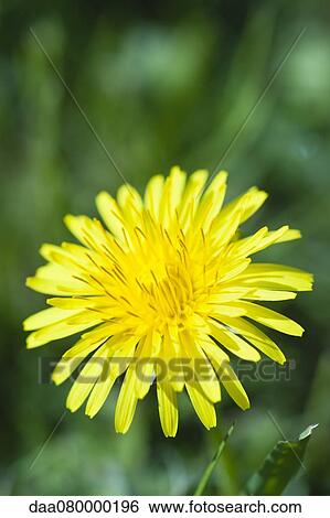 Salsify flower, close-up View Large Photo Image Stock Photograph - Salsify flower, close-up. Fotosearch
