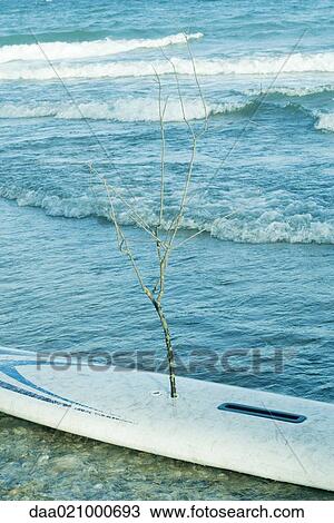 Sapling emerging from surfboard lying in surf View Large Photo Image Stock Image - Sapling emerging from surfboard lying in surf. Fotosearch