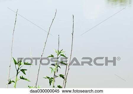 Saplings growing by edge of water View Large Photo Image Stock Photography - Saplings growing by edge of water. Fotosearch