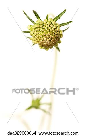 Scabiosa flower bud, close-up View Large Photo Image Picture - Scabiosa flower bud, close-up. Fotosearch