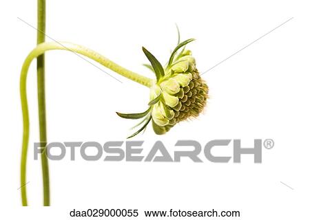 Scabiosa flower bud, side view, close-up View Large Photo Image Stock Photography - Scabiosa flower bud, side view, close-up. Fotosearch