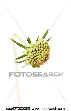 Scabiosa flower bud View Large Photo Image Stock Photography - Scabiosa flower bud. Fotosearch