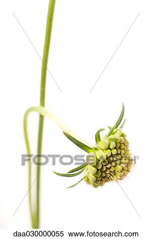 Scabiosa flower bud View Large Photo Image Stock Photography - Scabiosa flower bud. Fotosearch