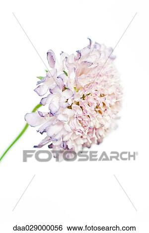 Scabiosa flower, close-up View Large Photo Image Stock Photograph - Scabiosa flower, close-up. Fotosearch