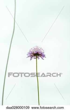 Scabiosa flower, low angle view View Large Photo Image Stock Photo - Scabiosa flower, low angle view. Fotosearch