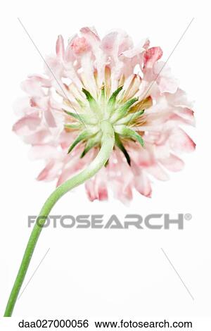 Scabiosa flower, low angle view View Large Photo Image Stock Photograph - Scabiosa flower, low angle view. Fotosearch