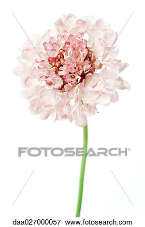 Scabiosa flower, on white background View Large Photo Image Stock Photo - Scabiosa flower, on white background. Fotosearch