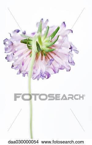 Scabiosa flower, rear view View Large Photo Image Picture - Scabiosa flower, rear view. Fotosearch