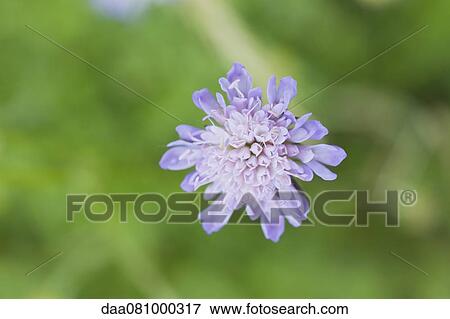 Scabiosa flower View Large Photo Image Stock Photo - Scabiosa flower. Fotosearch