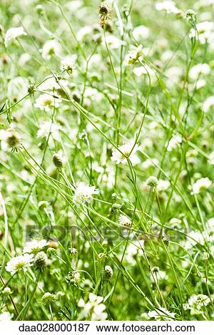 Scabiosa flowers growing wild in field, full frame View Large Photo Image Stock Photo - Scabiosa flowers growing wild in field, full frame. Fotosearch
