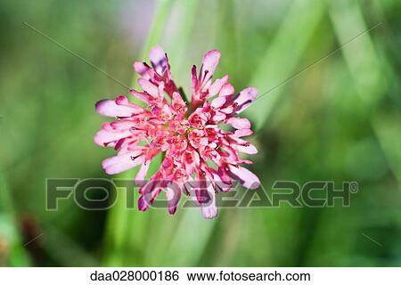 Scabiosa View Large Photo Image Stock Photograph - Scabiosa. Fotosearch