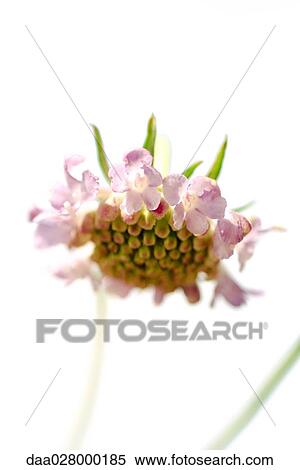 Stock Photography - Scabiosa. Fotosearch