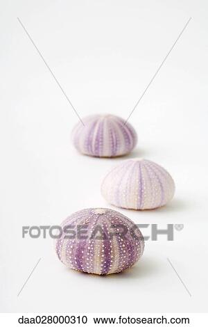Stock Image - Sea urchins shells. Fotosearch