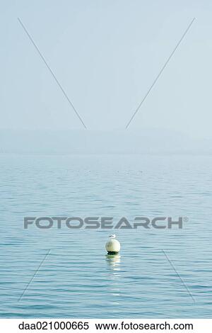 Seagull perched on buoy in lake View Large Photo Image Stock Photography - Seagull perched on buoy in lake. Fotosearch