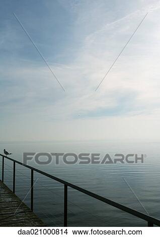 Seagull perched on railing of pier overlooking lake View Large Photo Image Picture - Seagull perched on railing of pier overlooking lake. Fotosearch