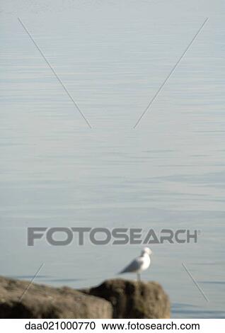 Stock Image - Seagull perched on rock near water. Fotosearch