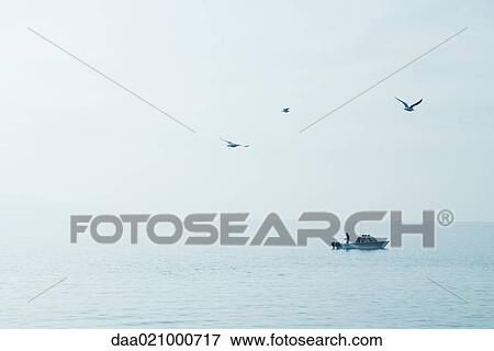 Stock Photo - Seagulls flying over lake and fisherman in boat. Fotosearch