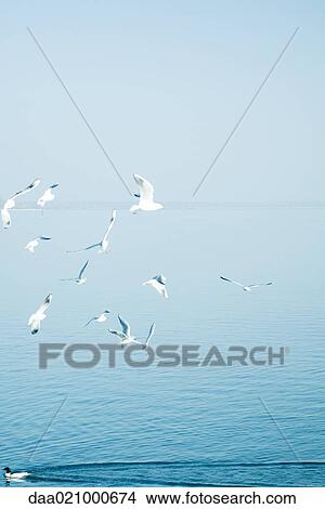 Seagulls hovering over water, duck swimming in opposite direction View Large Photo Image Picture - Seagulls hovering over water, duck swimming in opposite direction. Fotosearch