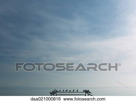 Stock Photograph - Seagulls perched on railing of pier overlooking lake. Fotosearch