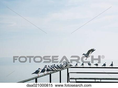 Seagulls perched on railing of pier overlooking lake View Large Photo Image Stock Photography - Seagulls perched on railing of pier overlooking lake. Fotosearch