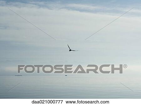 Seascape with seagull flying View Large Photo Image Stock Photo - Seascape with seagull flying. Fotosearch