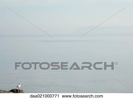 Seascape with seagull perched on rock in foreground View Large Photo Image Stock Image - Seascape with seagull perched on rock in foreground. Fotosearch