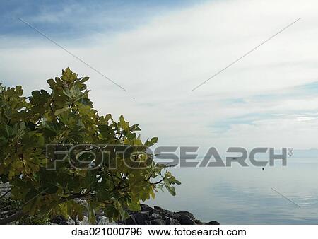 Seascape with tree in foreground View Large Photo Image Stock Photograph - Seascape with tree in foreground. Fotosearch