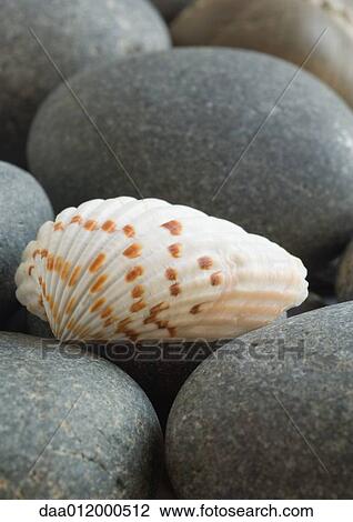 Stock Image - Seashell and stones. Fotosearch