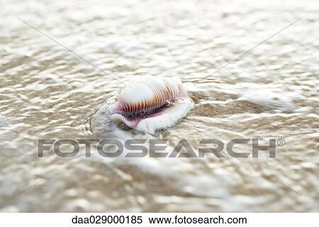 Seashell and surf, close-up View Large Photo Image Stock Photography - Seashell and surf, close-up. Fotosearch