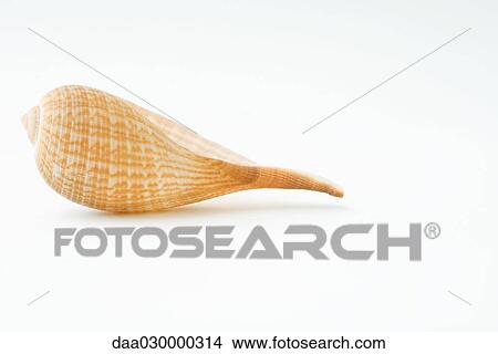 Seashell, close-up View Large Photo Image Picture - Seashell, close-up. Fotosearch