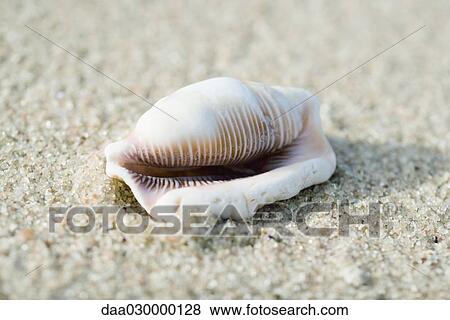 Seashell, close-up View Large Photo Image Stock Photo - Seashell, close-up. Fotosearch