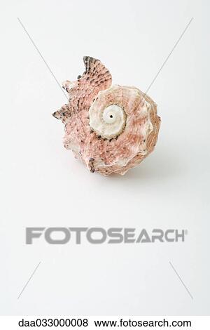 Stock Photo - Seashell, close-up. Fotosearch