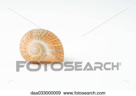 Stock Photo - Seashell, close-up. Fotosearch