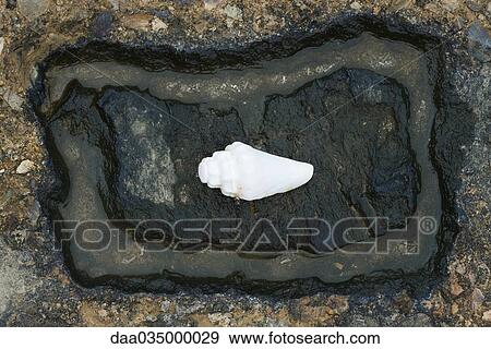 Seashell in a rocky outcropping, directly above View Large Photo Image Stock Photo - Seashell in a rocky outcropping, directly above. Fotosearch