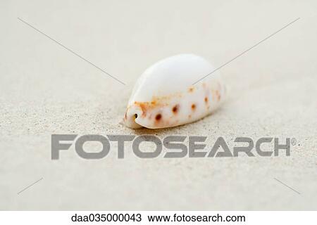 Seashell on sand, close-up View Large Photo Image Stock Image - Seashell on sand, close-up. Fotosearch
