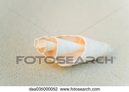 Seashell on sand, close-up View Large Photo Image Stock Image - Seashell on sand, close-up. Fotosearch
