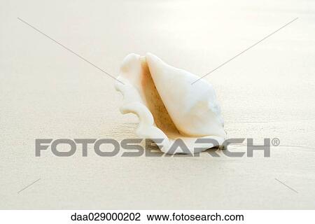 Seashell on the beach, close-up View Large Photo Image Stock Image - Seashell on the beach, close-up. Fotosearch