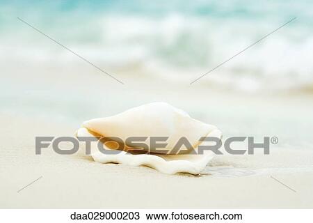 Seashell on the beach, close-up View Large Photo Image Stock Image - Seashell on the beach, close-up. Fotosearch