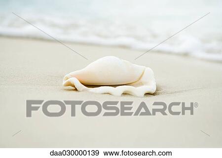 Seashell on the beach, close-up View Large Photo Image Stock Photo - Seashell on the beach, close-up. Fotosearch