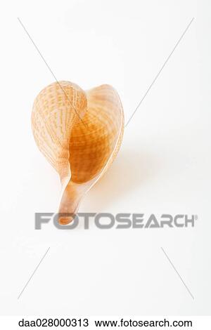 Seashell View Large Photo Image Stock Image - Seashell. Fotosearch
