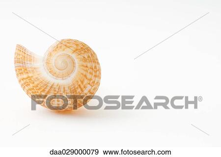 Seashell View Large Photo Image Stock Photo - Seashell. Fotosearch