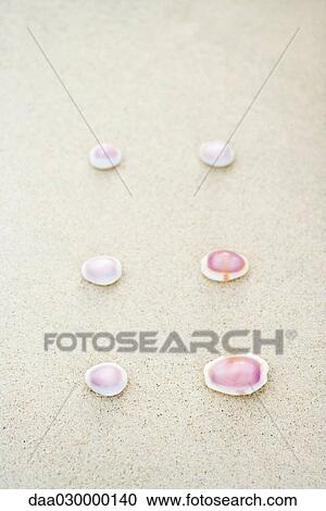 Seashells in rows, close-up View Large Photo Image Stock Image - Seashells in rows, close-up. Fotosearch