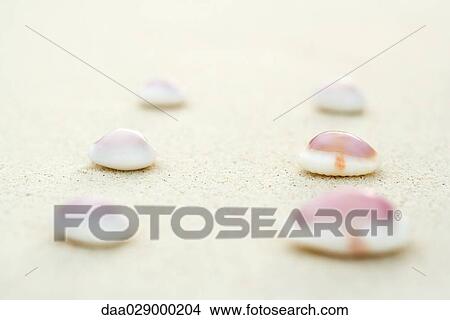 Seashells lined up in two rows on sand, close-up View Large Photo Image Picture - Seashells lined up in two rows on sand, close-up. Fotosearch